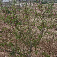 زمین باغ گلخانه قیمت استثنایی|فروش زمین و ملک کلنگی|گرمسار, |دیوار