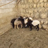 بره ریز|حیوانات مزرعه|کوهرنگ, |دیوار