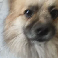 یک سگ یافت شده
