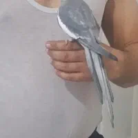 ی‌عروس‌هلندی‌‌سخن‌گو|پرنده|قره ضیاالدین, |دیوار