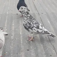 سرور دورگ و ...|پرنده|فولادشهر, سایت صنعتی کاوه|دیوار