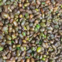 تامین کننده مغز بنه،الوک،به صورت عمده