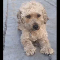 فروش فوری سگ نژاد پودل نر موفرفری|سگ|اردبیل, |دیوار