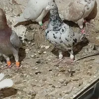 کبوتر هفت رنگ سیاه و سیاه پوش|پرنده|بشاریات, |دیوار