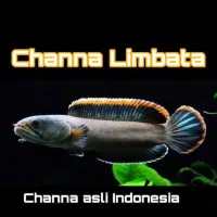 چانا ۵ نژاد خاص|ماهی|خوی, |دیوار