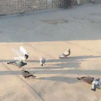 گم شده|پرنده|شهرضا, |دیوار