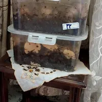 حلزون و خاویار حلزون بهداشتی