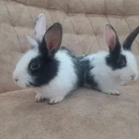 خرگوش ناز وباهوش وسالم