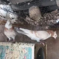 کفتر  خوب|پرنده|قم, منبع آب|دیوار