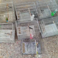 خرید فروش پرندگان زینتی و فروش انواع دان ها|پرنده|تبریز, |دیوار