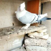کبوتر|پرنده|سبزوار, کهنه آب|دیوار