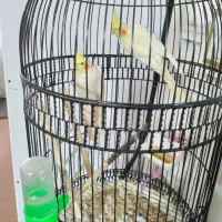 عروس هلندی|پرنده|مشهد, ابوذر|دیوار