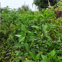 علف زنی،سمپاشی،برش درخت،درختکاری ،خدمات باغبانی|خدمات باغبانی و درختکاری|رودسر, |دیوار