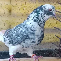 کبوتر پرشی کپکی