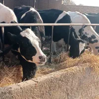 گاو ابستن سنگین|حیوانات مزرعه|بشاریات, |دیوار