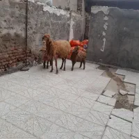 گوسفند ‌بردار‌