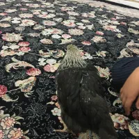 یک عدد جوجه|حیوانات مزرعه|رباط‌کریم, رباط‌کریم|دیوار