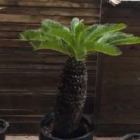 انواع گیاهان مقاوم به آب و هوای جزیره|گل و گیاه طبیعی|قشم, |دیوار