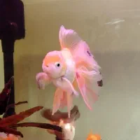 ماهی گلدفیش