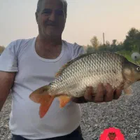 انواع ماهی گرمابی از ۱ کیلو تا ۴ کیلو زنده