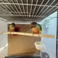 جفت گرینچیک