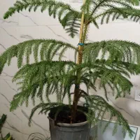 گل و گیاه آپارتمانی|گل و گیاه طبیعی|سلامی, |دیوار