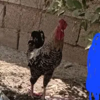 خروس