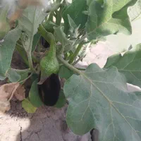باغ چهار دیواری استخر دار