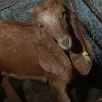 سه عدد بز پاکستانی|حیوانات مزرعه|جلین, |دیوار