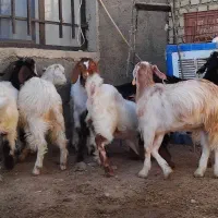 بزغاله نر  چاق گوشتی داشتی