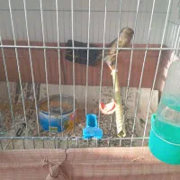 قناری نر|پرنده|بیرجند, |دیوار