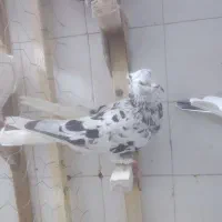 ماده سرور دم سفید چاپی|پرنده|شیراز, دارالرحمه|دیوار