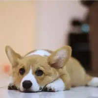 فروش سگ پامرین روباهی