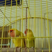 یک جفت کوتوله