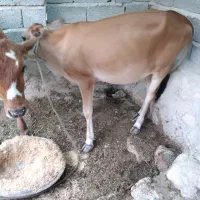 کوساله|حیوانات مزرعه|خمیر, |دیوار