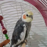 عروس هلندی گم شده