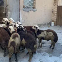 بره نر پلنگی. میش، قوچ