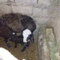 میش بره|حیوانات مزرعه|نورآباد, |دیوار