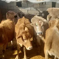 گاو و گوساله