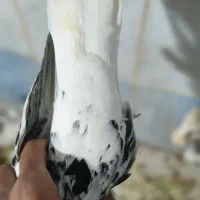 کبوتر|پرنده|دزفول, |دیوار