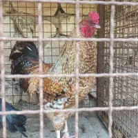 خروس محلی چاق و بسیار سالم