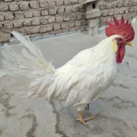 مرغ و خروس خانگی سفید و قهوه ای