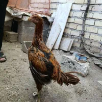 ۳جوجه خروس و مرغ نسل لاری|حیوانات مزرعه|تهران, امام زاده حسن|دیوار