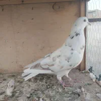 کبوتر غریبگیری ماده|پرنده|کرج, گوهردشت|دیوار