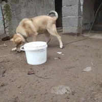 سگ نگهبان|سگ|رشت, لاکان شهر|دیوار