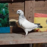 پرنده کبوتر ساعت بالا