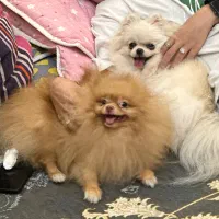 یک جفت پامرانین خرسی