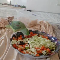 جوجه شاه طوطی دست آموز و اهلی ۳ماهه|پرنده|نقده, |دیوار