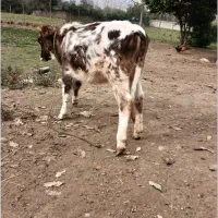 لیشه دورگه چالوسی|حیوانات مزرعه|تولم شهر, |دیوار