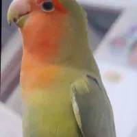 ی عدد کوتوله گمشده